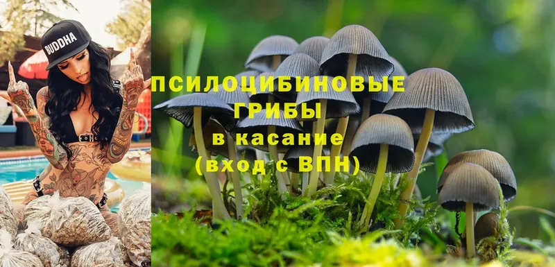 Псилоцибиновые грибы Cubensis  Белёв 